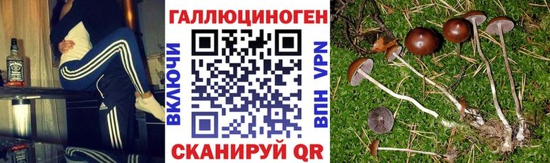 где можно купить   Городец  Псилоцибиновые грибы Cubensis 